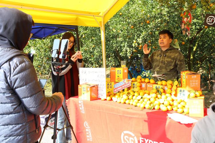 柑橘直播快一分三