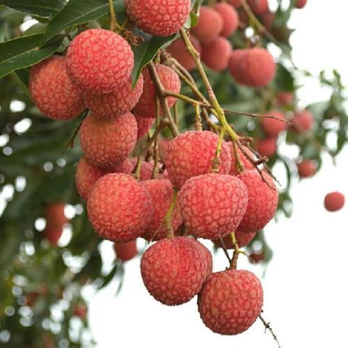 荔枝在线汅api在免费下载