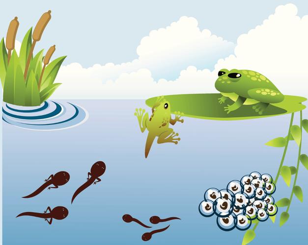 小蝌蚪视频免费版