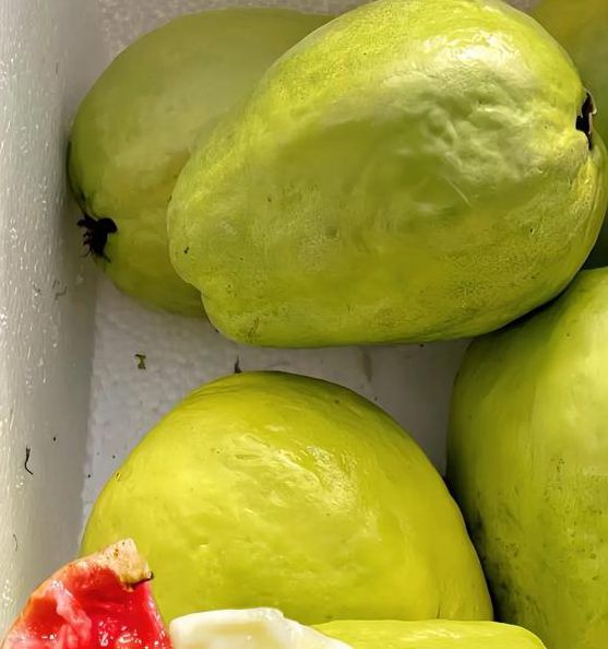 小蝌蚪榴莲芭乐