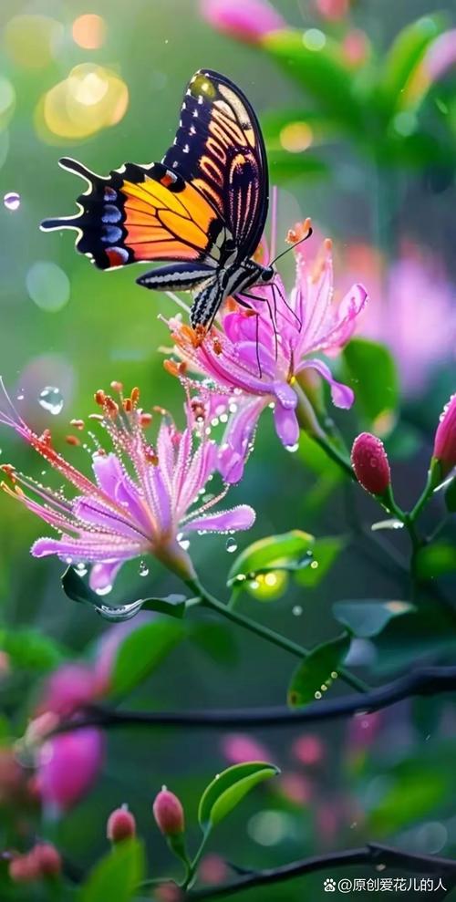 花蝴蝶蝶恋花直播