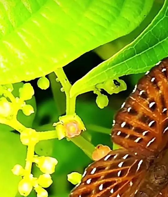 花蝴蝶蝶恋花直播