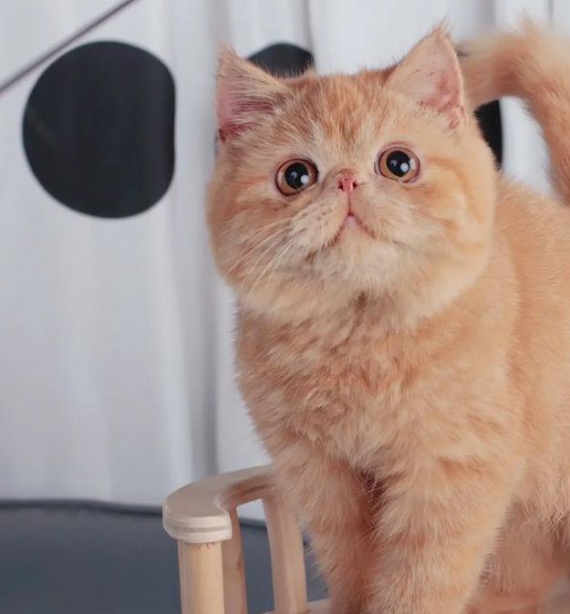 加菲猫影视会员特权版