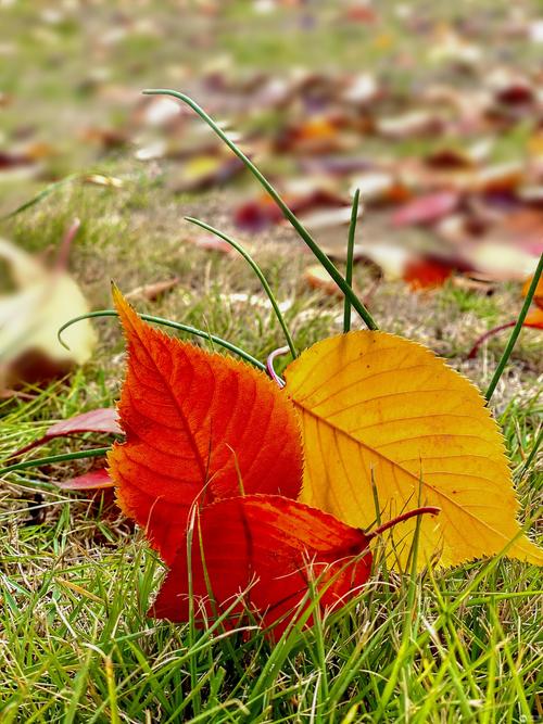 秋叶直播安卓版