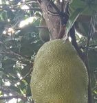 菠萝菠萝蜜视频在线播放www