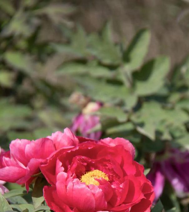 国色天香社区视频手机版