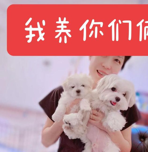 小奶狗APP福引导2021破解