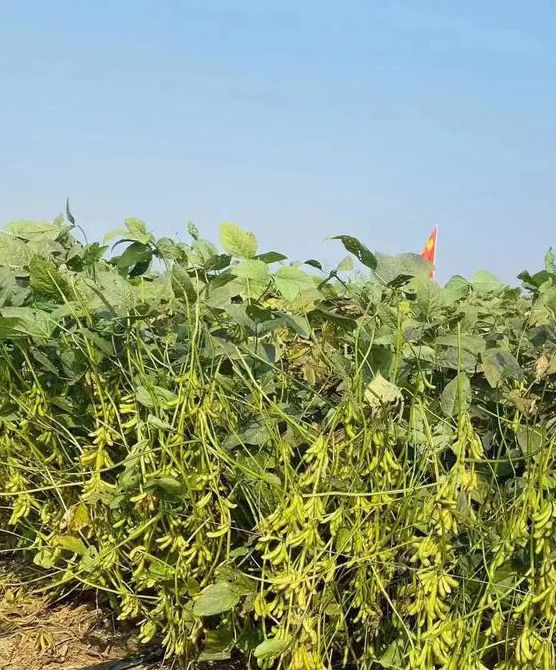 仙踪林XIANZONGLIN大豆行情版