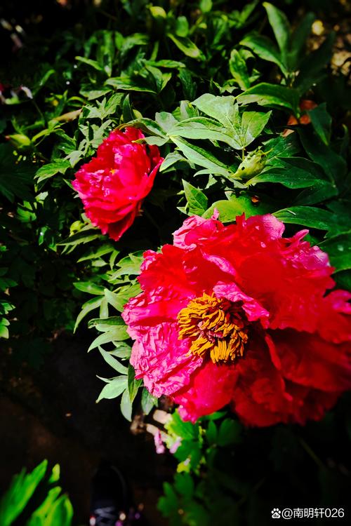 国色天香社区手机免费观看午夜版