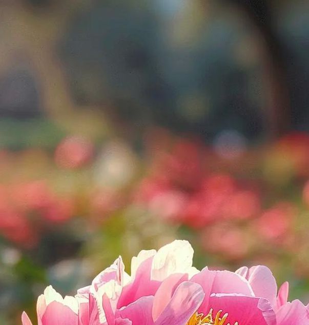 国色天香社区手机免费观看午夜版