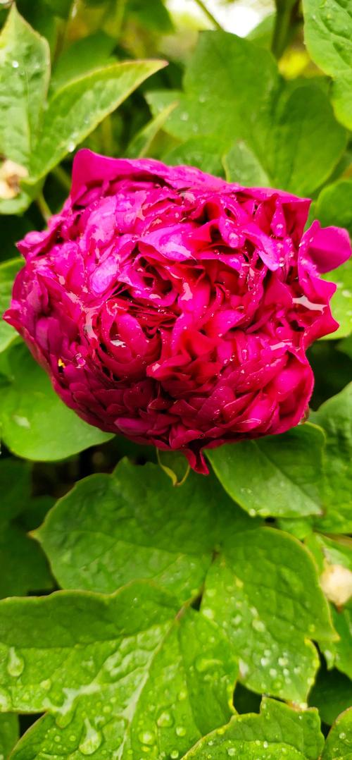 国色天香社区手机免费观看午夜版