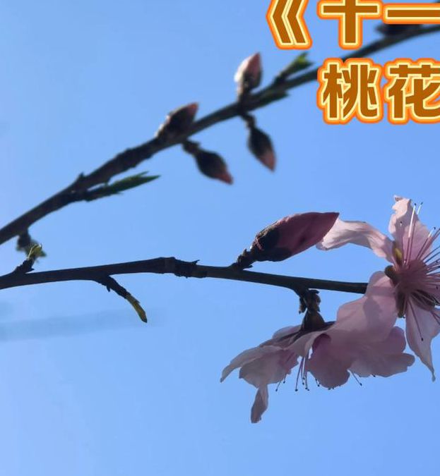 桃花在线播放免费观看完整版