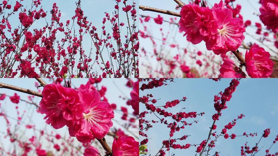 桃花视频无限次数