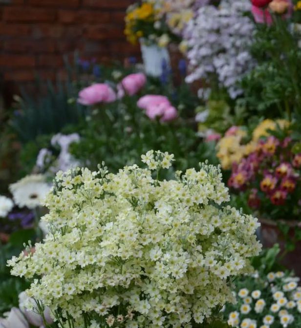 樱花草社区高清免费最新版