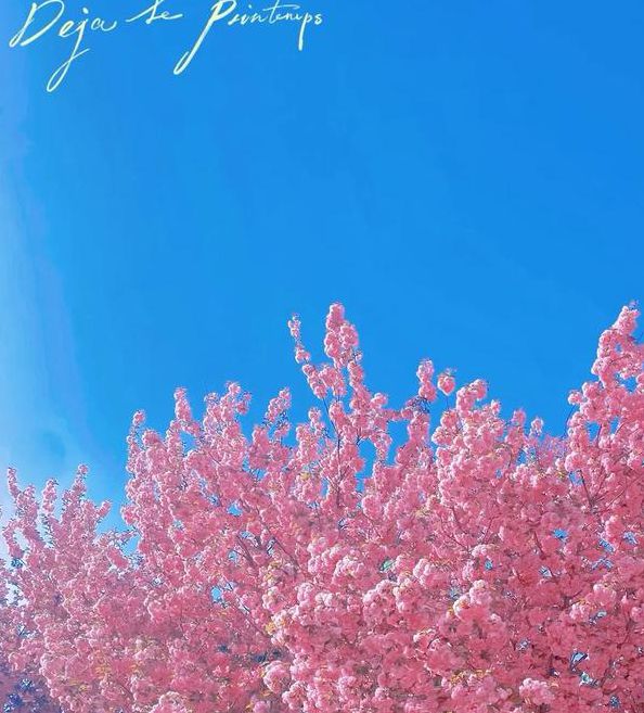 樱花草社区高清免费最新版