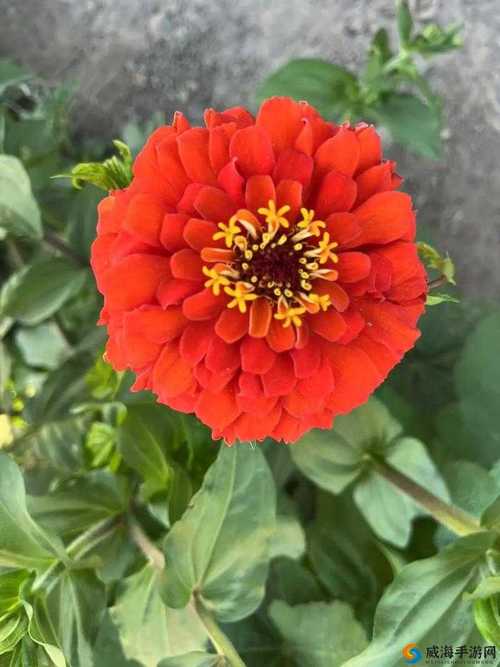 野花社区视频在线观看