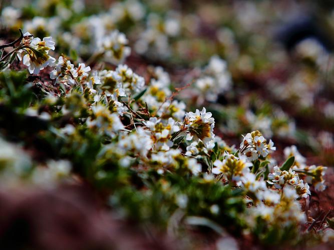 野花社区视频在线观看