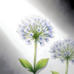 忘忧草影视中字版