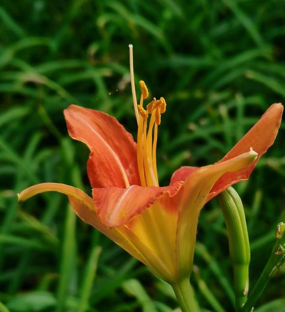 忘忧草影视中字版