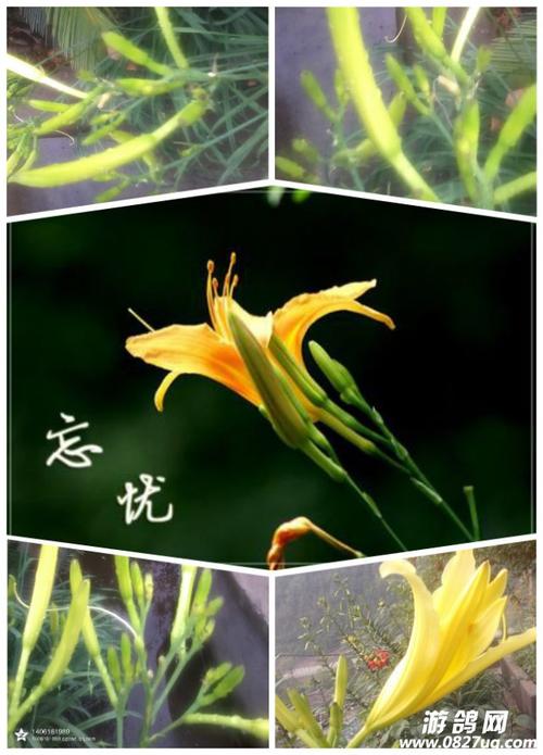 忘忧草影视中字版