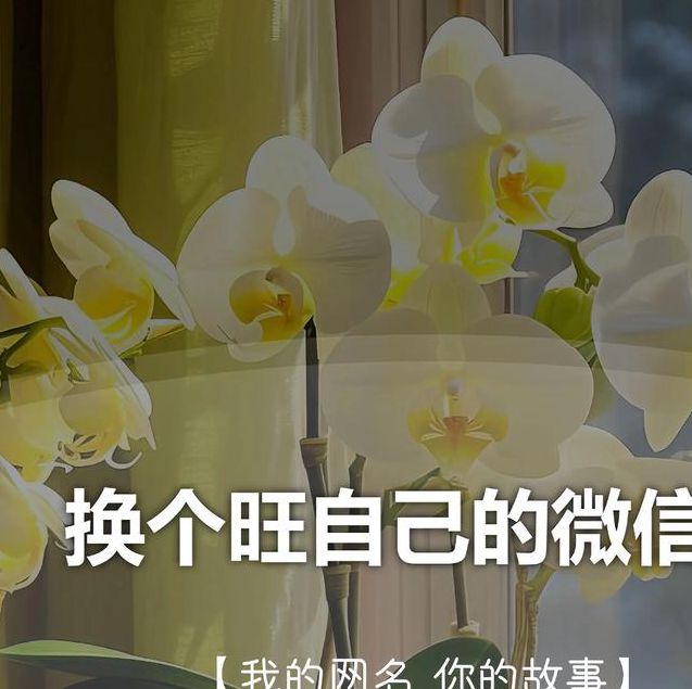 鲍鱼网名区域2022