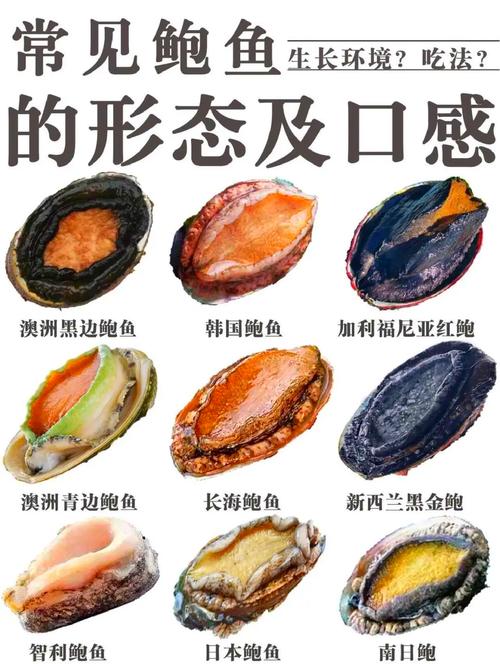 鲍鱼网名区域2022