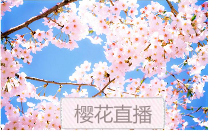 樱花直播