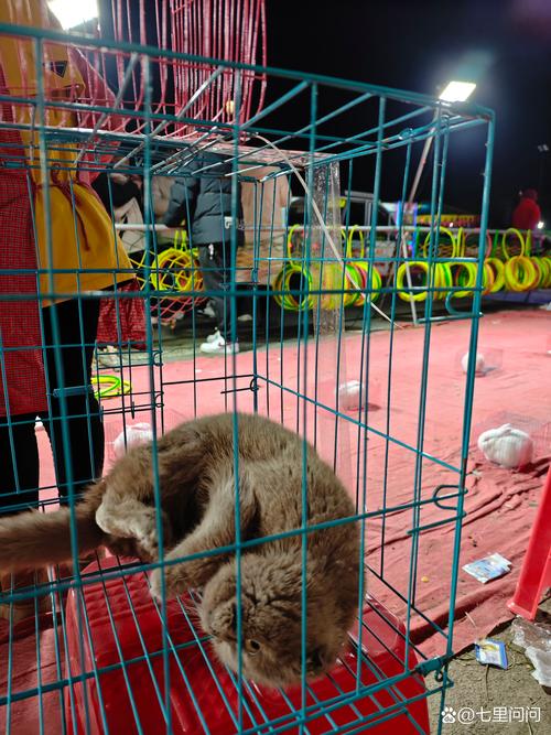 国产浮力院最新发地布路线猫咪