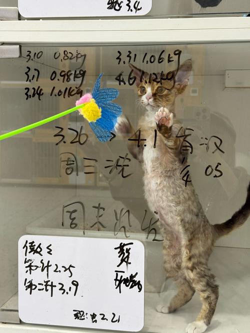 国产浮力院最新发地布路线猫咪