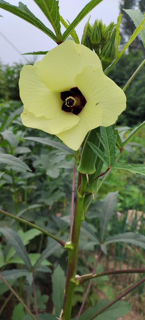 秋葵视频免费下载观看旧版