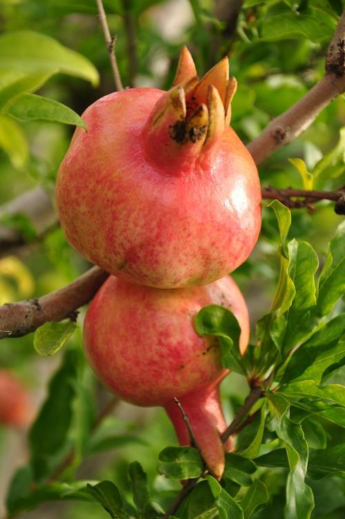 石榴app下载网址进入ios