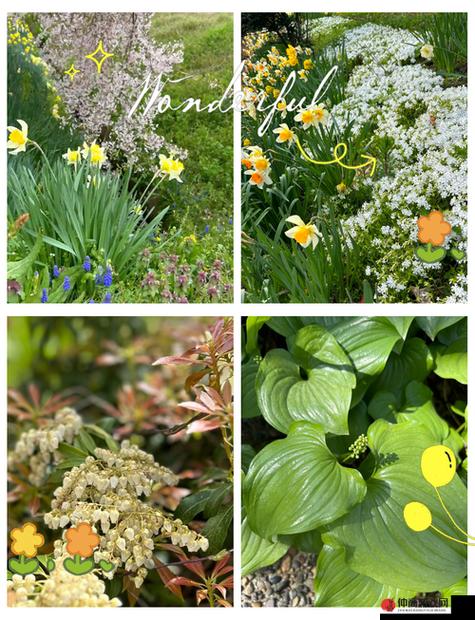 野花社区视频日本最新