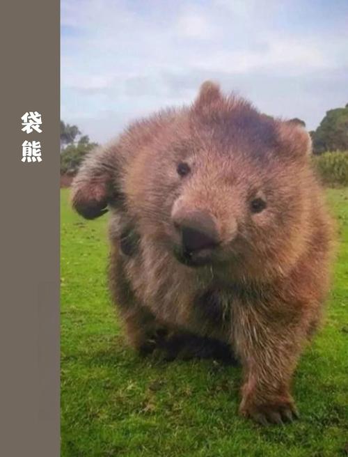 袋熊视频最新版本1.6.5