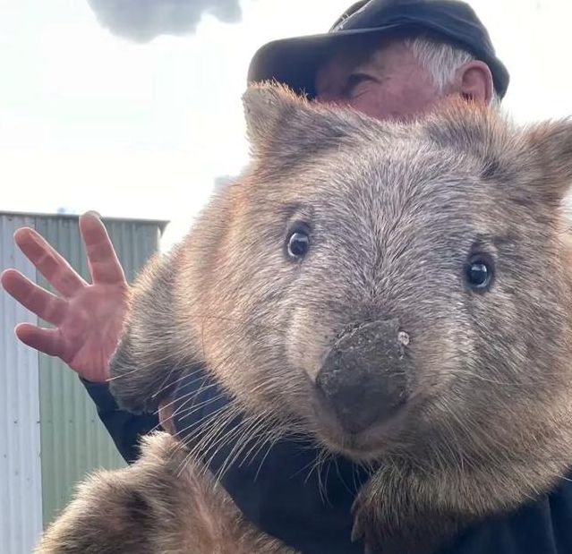 袋熊视频最新版本1.6.5