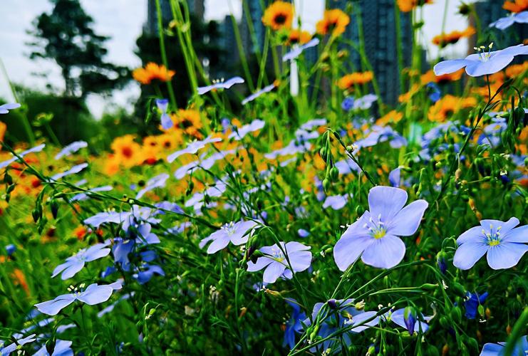 野花社区视频在线观看视频