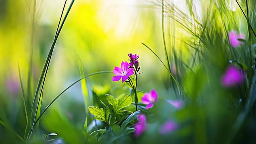 野花社区视频在线观看视频