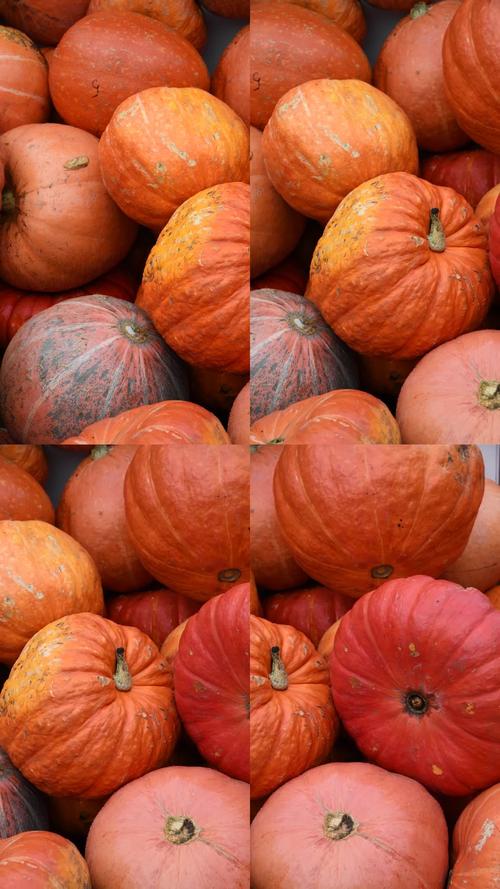 106677南瓜视频3.2.5安卓版