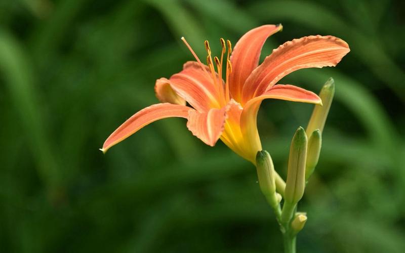 忘忧草资源在线观看播放