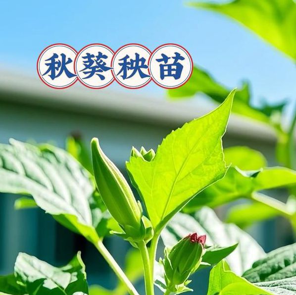 荔枝樱桃草莓小蝌蚪秋葵最新版