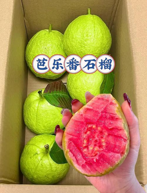 芭乐丝瓜榴莲向日葵鸭脖