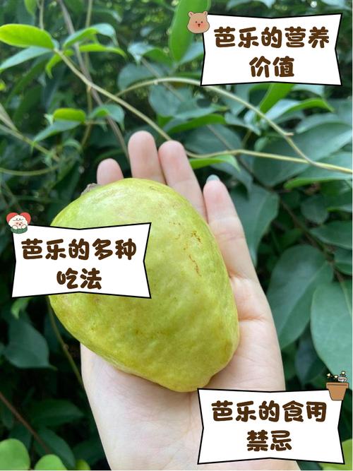 芭乐丝瓜榴莲向日葵鸭脖