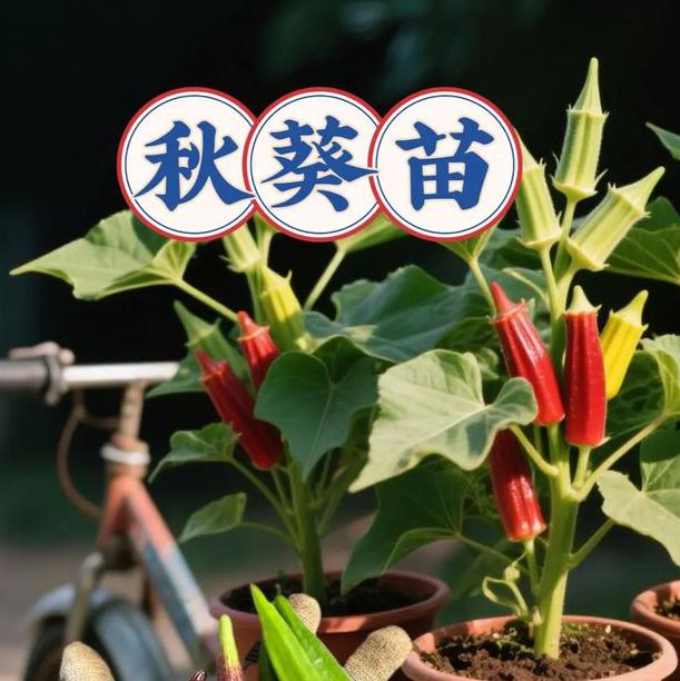 绿巨人秋葵视频