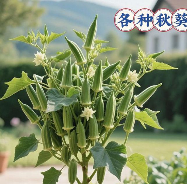 绿巨人秋葵视频