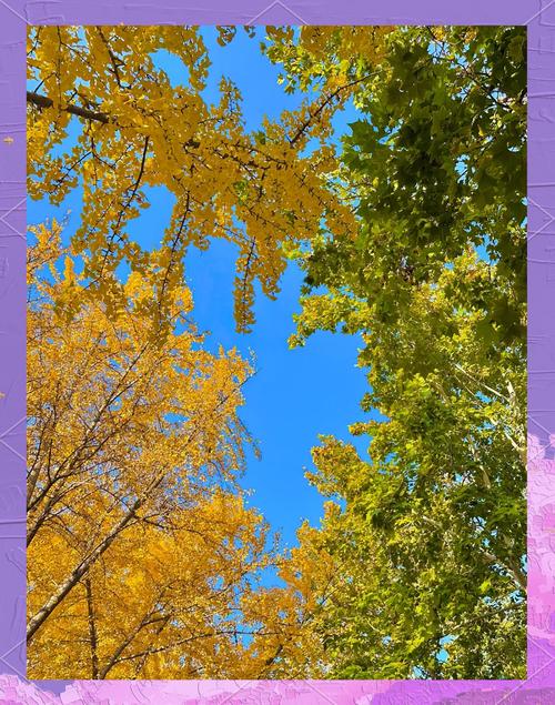 银杏视频黄台直播