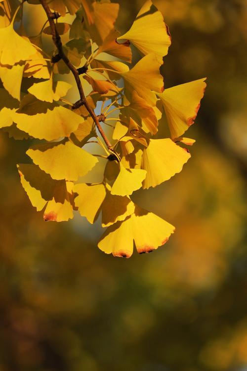 银杏视频黄台直播