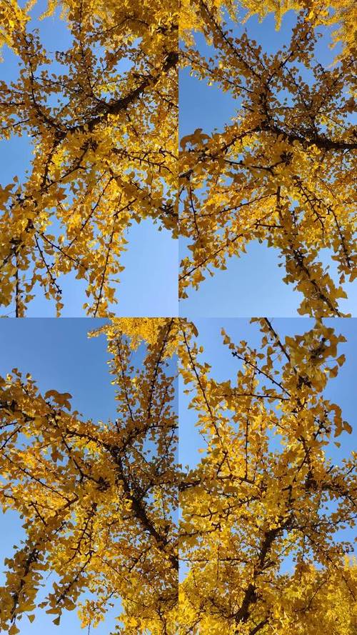 银杏视频黄台直播