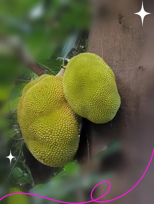 菠萝菠萝蜜视频高清版