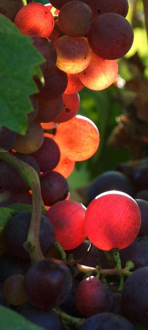 葡萄视频免费下载地址