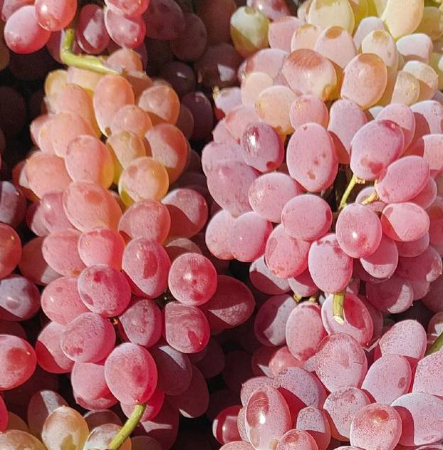 葡萄视频免费下载地址