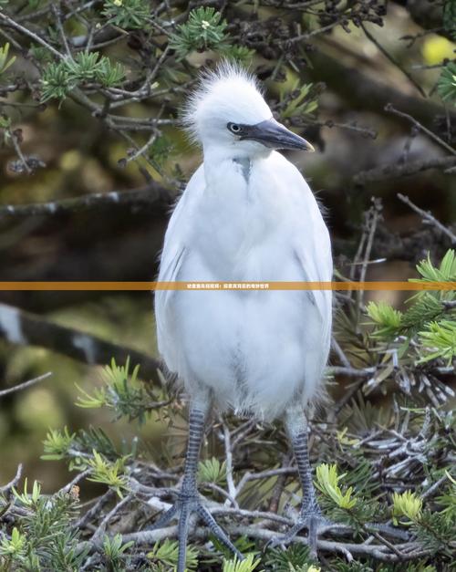 雏鸟短视频1.0.9安卓版